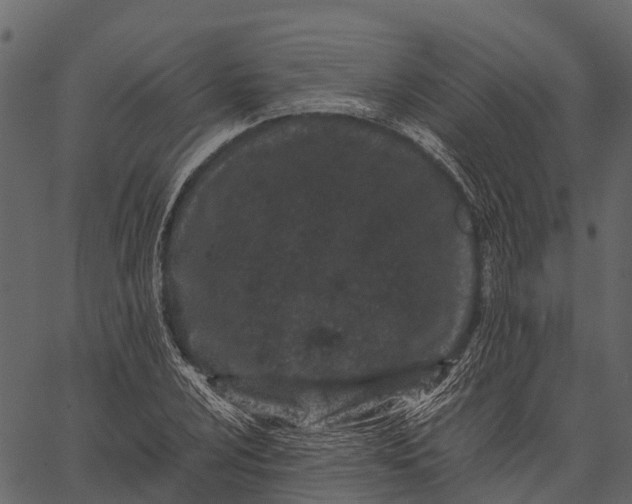 X0000062631024200601111054