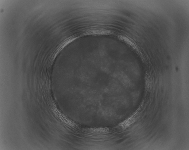 X0000062631025200601111054