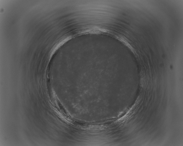 X0000062631026200601111054