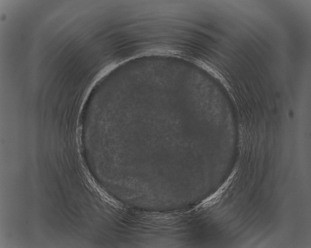 X0000062631029200601111055