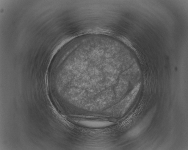 X0000062631032200601111055