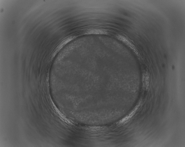 X0000062631033200601111055