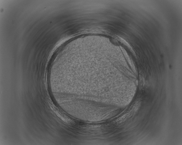 X0000062631035200601111055