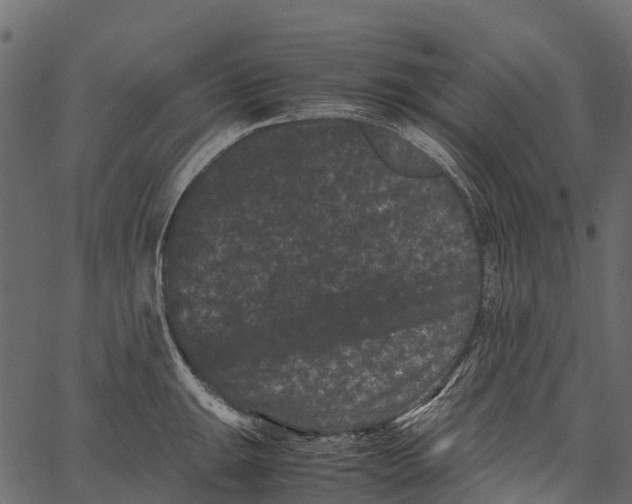 X0000062631047200601111055