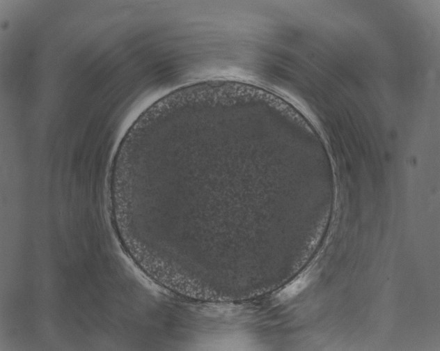 X0000062631056200601111055