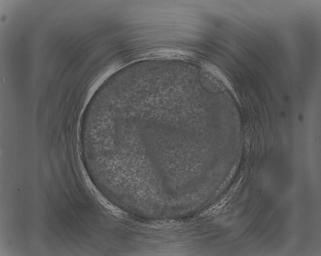 X0000062631091200601111054