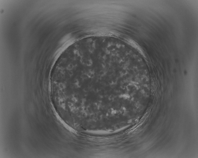 X0000062631095200601111054