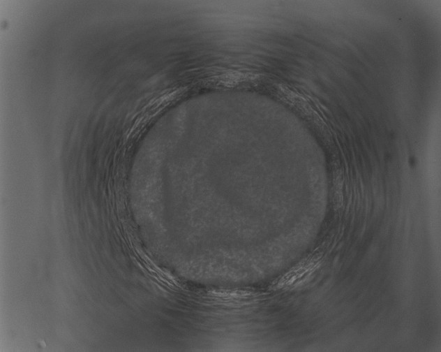 X0000062631105200601111053