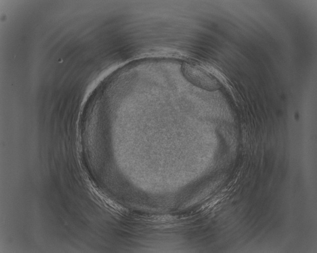 X0000062631120200601111053