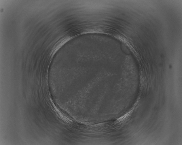 X0000062631129200601111053