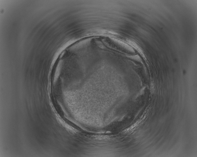 X0000062631136200601111053