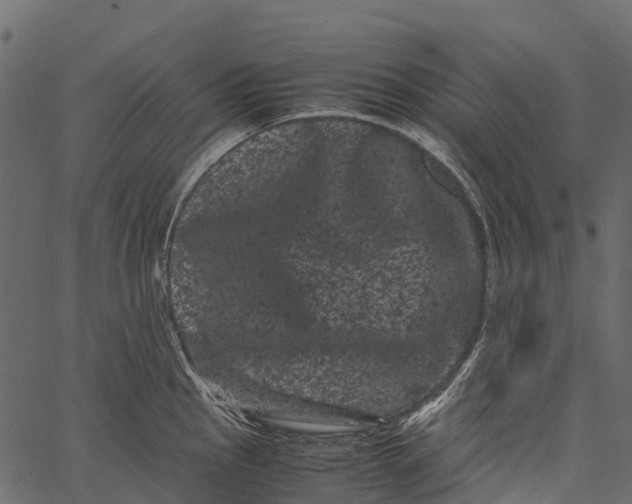 X0000062631145200601111053