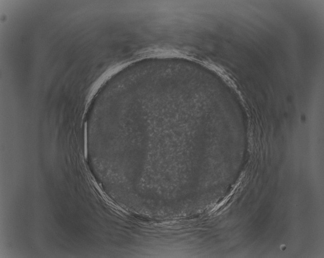 X0000062631175200601111052