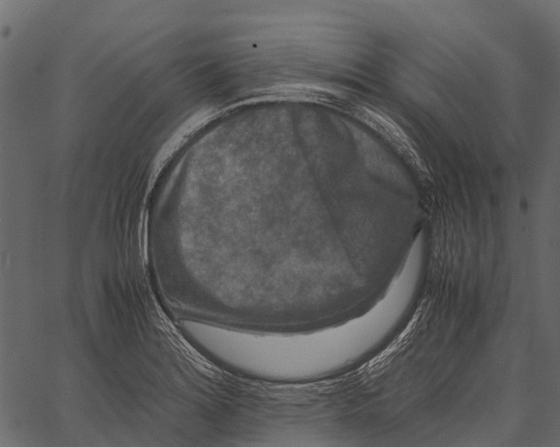 X0000062631180200601111052