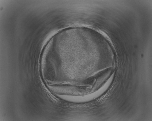 X0000062631183200601111052