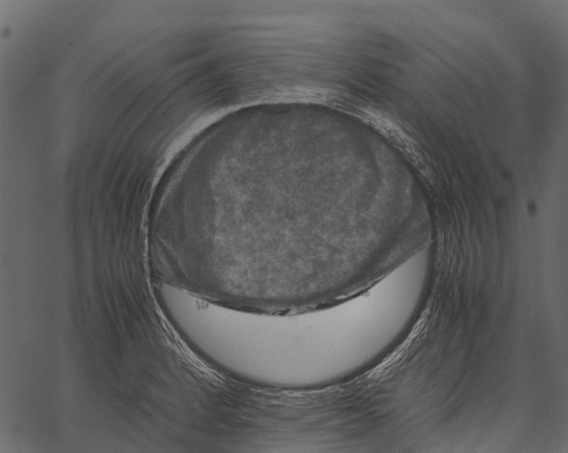 X0000062631184200601111052