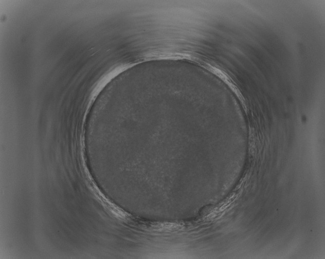 X0000062631187200601111052