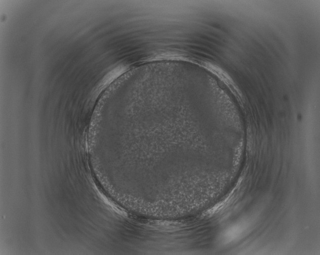 X0000062631241200601111052