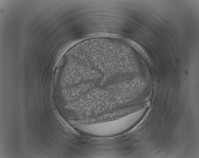 X0000062631244200601111052