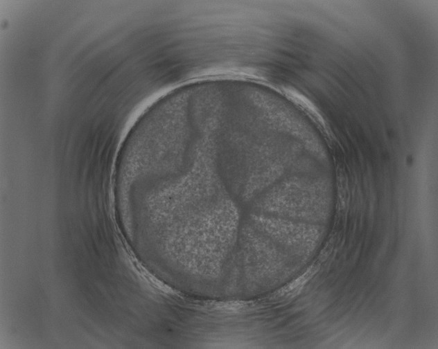 X0000062631288200601111050