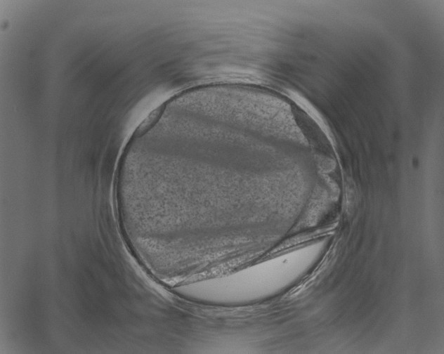 X0000062631293200601111050