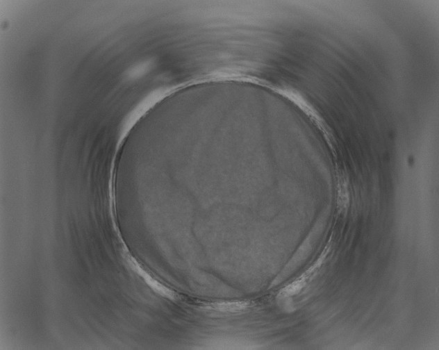 X0000062631294200601111050