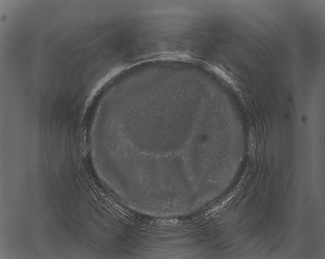 X0000062631310200601111050