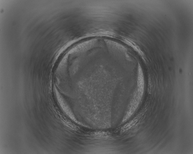 X0000062631316200601111050