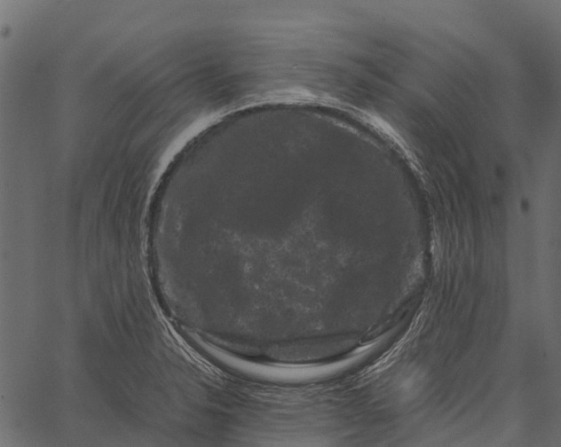 X0000062631326200601111050