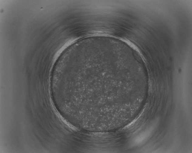 X0000062631333200601111050