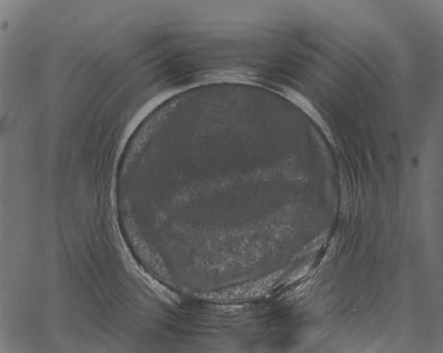 X0000062631339200601111050