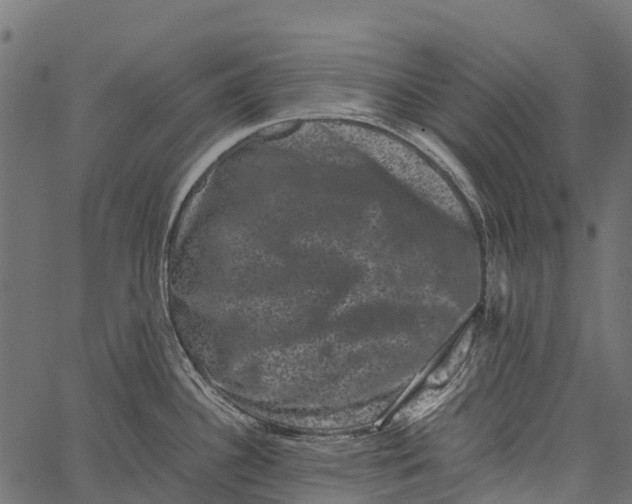 X0000062631340200601111050