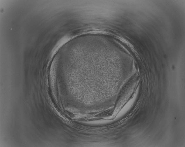 X0000062631375200601111049