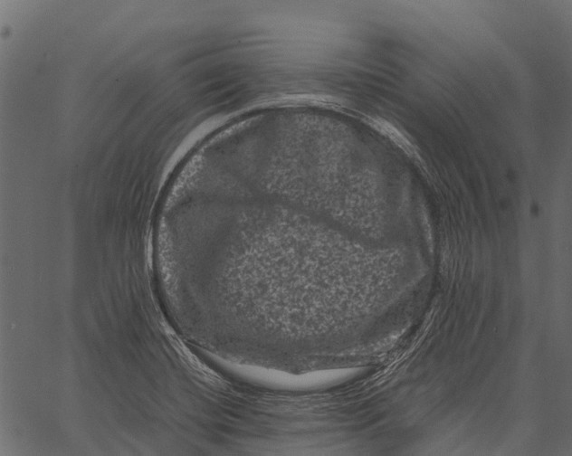 X0000062631420200601111048