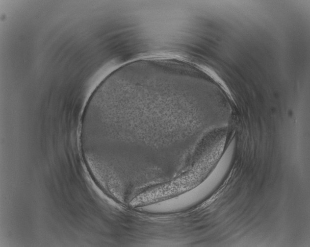 X0000062631484200601111047