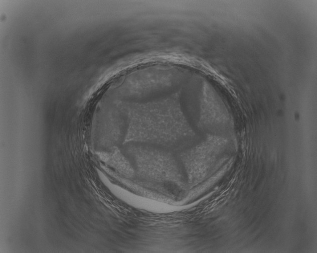 X0000062631496200601111046