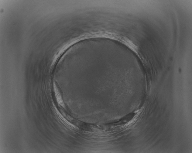 X0000062631500200601111046