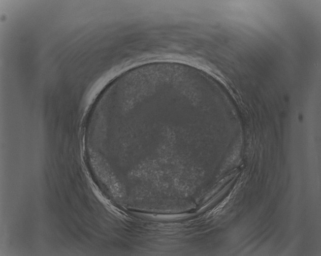 X0000062631511200601111046