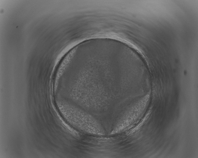 X0000062631517200601111047