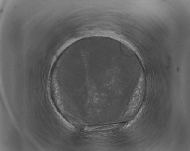 X0000062631525200601111047