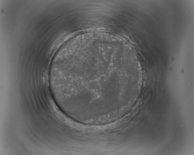 X0000062630002200601181731