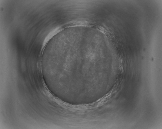 X0000062630004200601181731