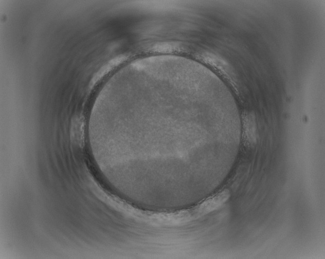 X0000062630016200601181731