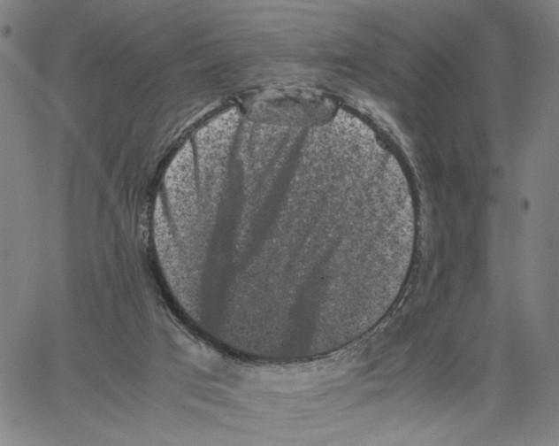 X0000062630017200601181731