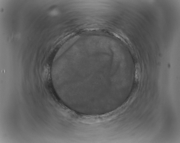 X0000062630029200601181731