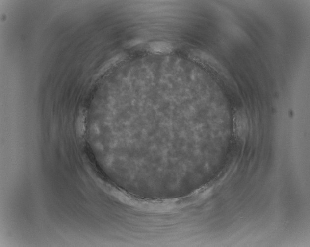 X0000062630032200601181731