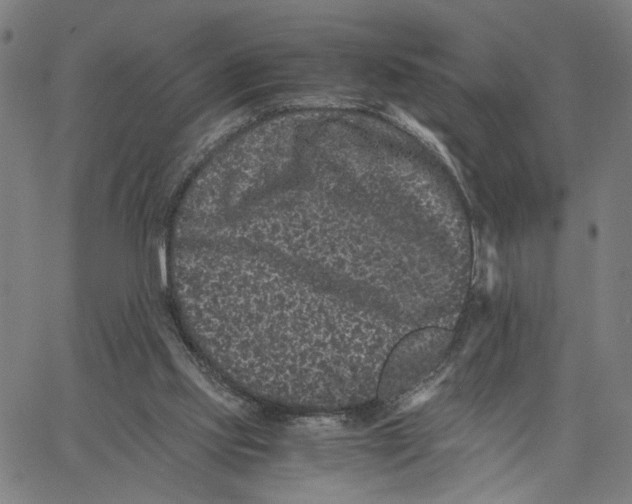 X0000062630061200601181730