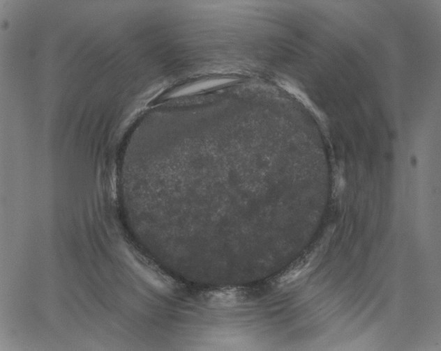 X0000062630068200601181730