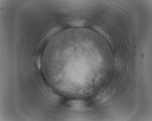 X0000062630069200601181730