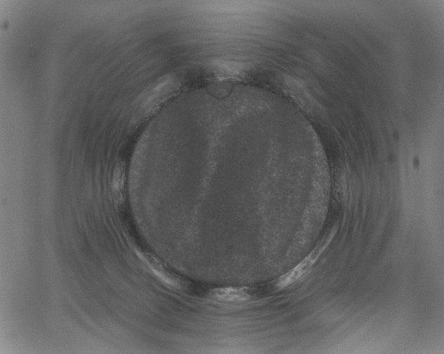 X0000062630082200601181730